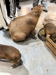 -Zoolung Zoolung动物主题公园(海信广场店)