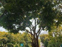 -广州长隆国际大马戏