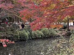 -秋霞圃