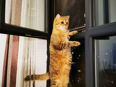 -猫大福·Fortune Cat猫舍(百子湾店)
