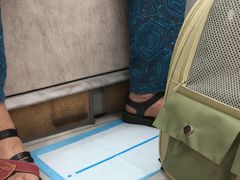 -安安宠医宠物医院·异宠·犬猫内科(岳阳分院)