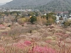 -香雪海