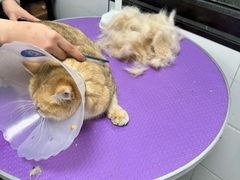 -中农国际动物医院24小时·猫科·骨科·急重症中心