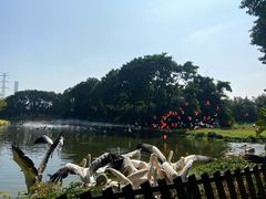 -广州长隆飞鸟乐园