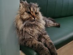 -安格丽娜·狗咖·猫咖羊驼咖(春熙路百盛商场店)