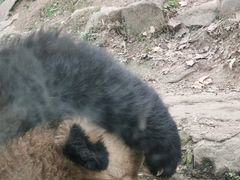 -都江堰中华大熊猫苑