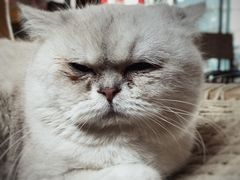 -喵屿·大理花园猫咖