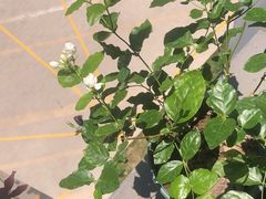 -星伦多自助料理·涮烤一体(杭州来福士店)