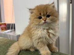 -欣宠猫屋·矮脚拿破仑·蓝金金渐层