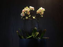 -当米亚诺意大利餐厅(武汉光谷凯悦酒店)