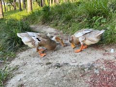 -黄兴公园