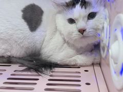 -八公叔叔宠物美容连锁(春申店)