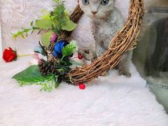 -十年猫舍·猫咪专门店(普陀店)