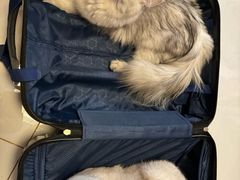 -达爱动物医院·犬猫分区·CT·复杂眼科(远洋山水分院)