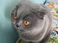 -纳吉亚猫专科动物诊疗中心(蒋宅口分院)