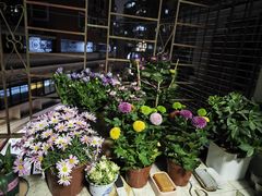 -溪岸路花鸟市场