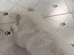 -毛绒耶耶撸宠馆·猫咖·狗咖·荷兰猪咖
