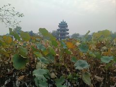 -桂湖森林公园