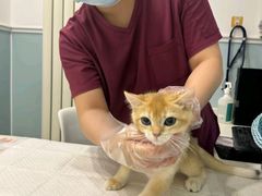 -纳吉亚猫专科动物医院·北北分院