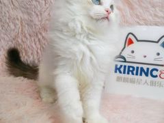 -十年猫舍·猫咪专门店(普陀店)