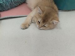 -糯米喵星人总部直营旗舰店·猫舍·幼猫出售