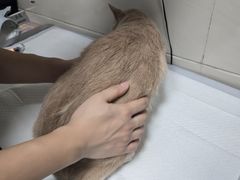 -申普宠物医院·心脏介入·心血管微创(总院)