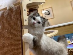 -滚猫咖啡·猫咖·猫友好撸猫(未来城店)