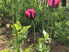 -国家植物园南园