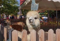 -萌宠亲子动物乐园(槐房万达店)