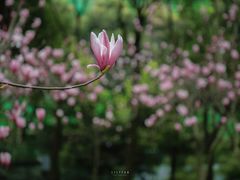 -重庆市江北嘴中央商务区中央公园