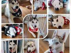 -Husky Go! 哈士奇体验馆·宠物咖啡厅狗咖