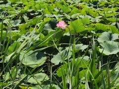 -天津东丽湖风景区
