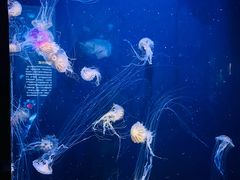 -青岛海底世界-水族馆