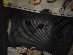 -宠颐生斯嘉宠物医院·急重症·心内科(谷阳北路分院)