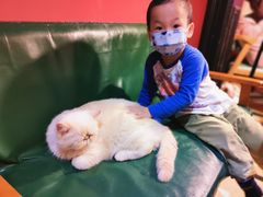 -猫色咖啡·猫咖