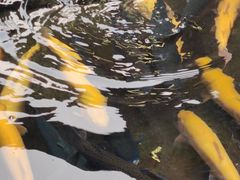 -京北渔家傲