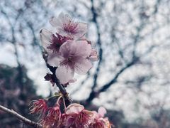 -顾村公园
