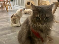 -楼上猫咖(罗湖店)
