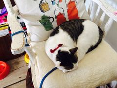 iphone_upload_pic-海边的猫和咖啡馆