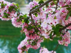 -海棠花溪(元大都城垣遗址公园)