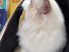 -瑞派福兴宠物医院犬猫全科·骨科·中西医结合(河东店)