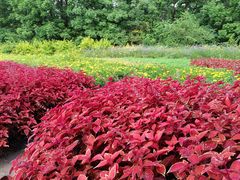 -黑龙江省森林植物园