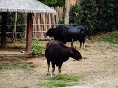 -清迈夜间动物园