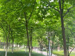 -重庆市江北嘴中央商务区中央公园