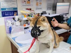 -美联众合动物医院·24h转诊中心