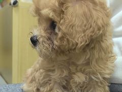 -美联众合动物医院·24h转诊中心
