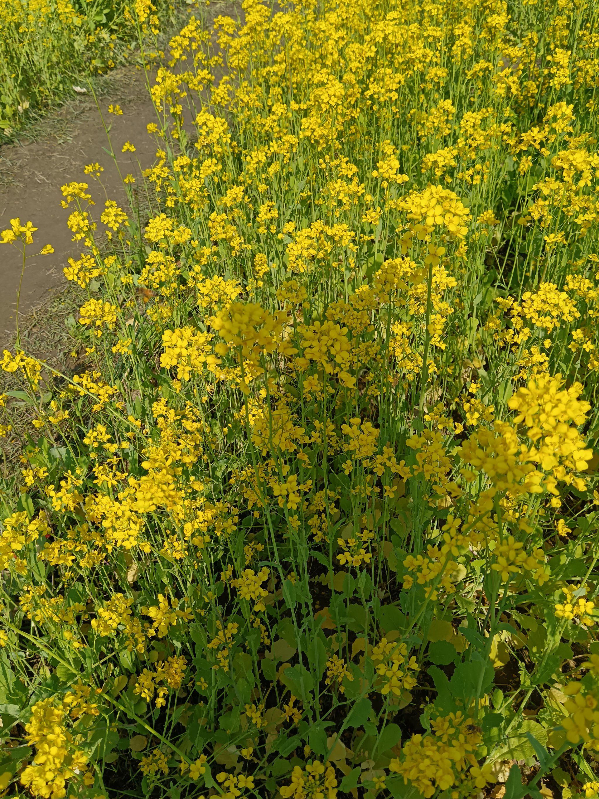 漫山遍野的油菜花,在哪里都觉得好看呢!