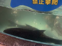 -坛宗剁椒鱼头(河西王府井店)