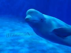 -多彩贵州城极地海洋世界