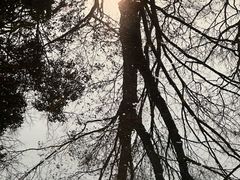 -秋霞圃